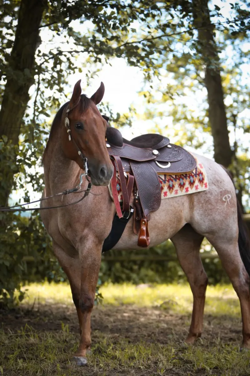 Quarter Horse mit gesatteltem Westernsattel unter Bäumen